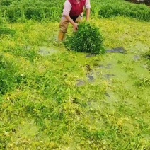西洋菜种苗，批发价格，货源充足，质量保证，长期供应，需要