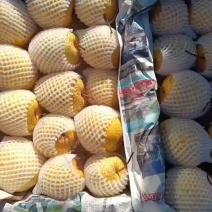 冷库雪花梨大量有货需要老板联系