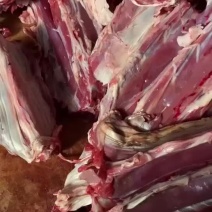 辽宁省海城市多肉羊蝎子满肉羊蝎子