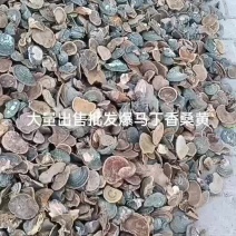 来自甘肃子午岭大自然中精品爆马丁香桑黄**黑桦树疙瘩