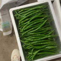 【牛商推荐】精品线椒，小邹皮，红线椒大量有货价格真实