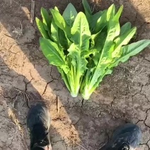 油麦