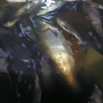 花白鲢