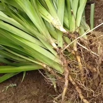 扁竹根培育基地常年大量批发供应