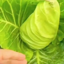 好货上市了，需要的老板下单了