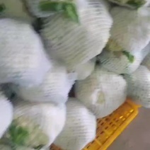精品小米粒松花