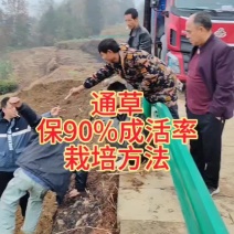 通草老桩苗预订开贵州通草苗技术指导产地直销欢迎考察