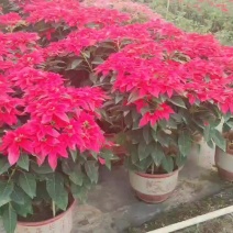 2312花圃基地批发供应一品红圣诞红盆栽