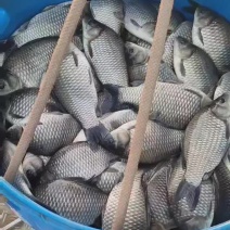 鲫鱼各种规格精品鲫鱼下塘垂钓，垂钓精品
