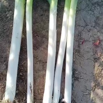 大葱钢葱精品大葱走货不停，有需要的老板抓紧联系了
