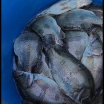 鳜鱼各种规格，精品桂鱼，下塘垂钓上市场都可以