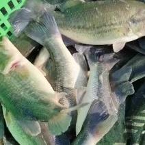 鲈鱼精品鲈鱼各种规格，垂钓，上市场，质量杠杠