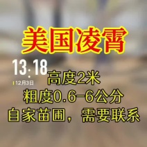 凌霄美国凌霄四季开花爬藤苗规格齐全产地直销