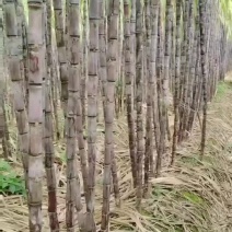 甘蔗