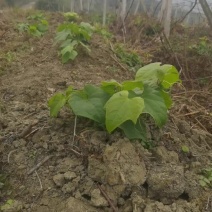 两百亩龙须菜需要销售，需要的老板提前预订