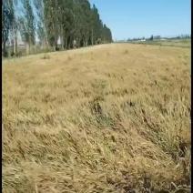 新疆伊犁巩留县85亩地长期转让