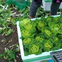 黄心菜