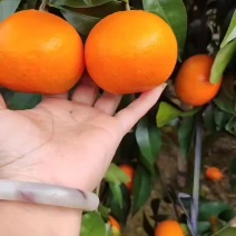 沃柑大量出售中粗皮口感很好，有需要的老板赶快联系