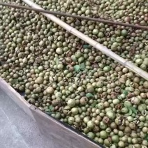 山茶油