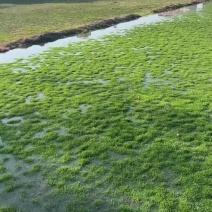 马尼拉草皮