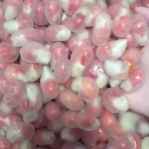 福利促销龙虾尾25斤装1斤装均可定制