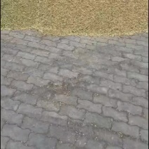 单青半