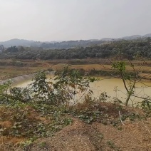 村委会直接出租流转