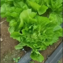 两千亩芥菜怎么开园，有大佬需要的联系，我方专业代办代收