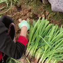 中牟精品红跟蒜苗，大量上市，供货各大小批发市场，电商平台