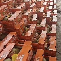哈密瓜