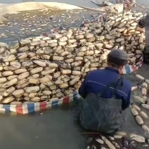 纯藕粉