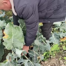 西蓝花