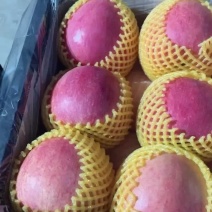 寒富大果平安果大量现货