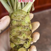新鲜山葵