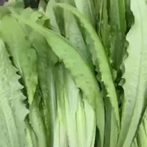精品油麦菜，支持全国发货各种包装对接全国商超市场