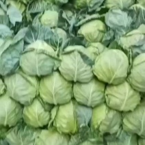 甘肃定西中甘甘蓝圆包菜产地发货承接批发商超电商社区团购