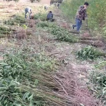 桃树苗大量批发，毛桃苗嫁接桃苗。规格，0.5＿两公分