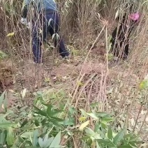 毛桃苗批发批发各种桃苗。规格齐全，0.5一，两公分，通货