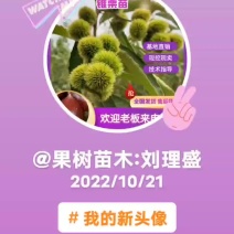 锥栗苗