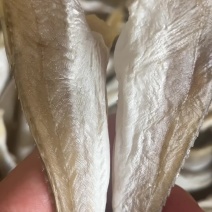角肉展会地摊电商精远淡干角肉角条干肉角红娘子鱼干
