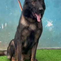 东德牧羊犬