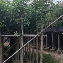 出售芒果树移植袋苗杯苗需要的老板联系3-15分