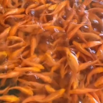 【推荐】金丝鲤鱼苗，兴国红鲤鱼苗专业养殖培育可视频选货
