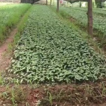【推荐】中药材苗地苦胆金果榄苗欢老板资讯采购质量保证基地
