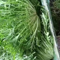 精品苦苣
