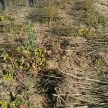 梨树苗大量批发规格齐全，品种纯。小苗，30公分一80公分