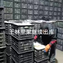 冷库王琳苹果大量有货需要老板恰谈