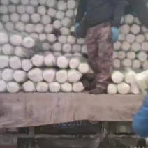 秦皇岛昌黎大白菜大量有货价格美丽