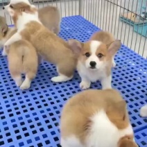 柯基幼犬