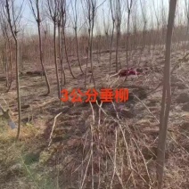 青垂柳树苗